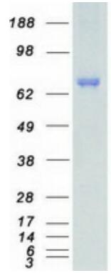 Coomassie blue staining of purified MAP3K2 protein.